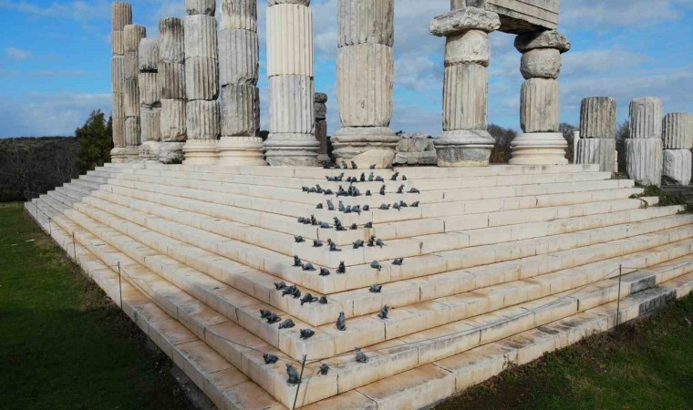 (Özel) Apollon Smintheus Tapınağında ziyaretçileri fareler karşılıyor