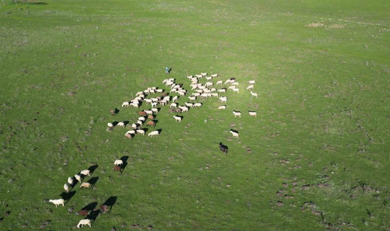 (Özel) Bandırmalı çiftçilerin meralarını korumak için hukuk mücadelesi