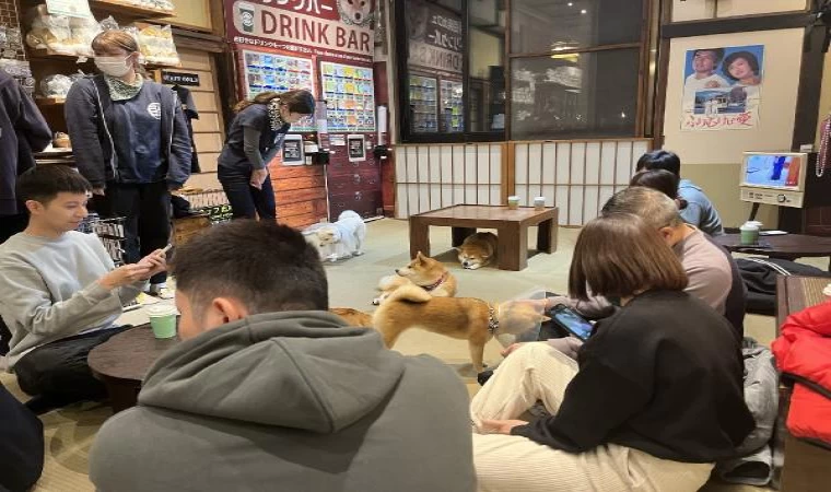 (ÖZEL) Tokyo’da gençlerin gözdesi yavru köpekli kafeler