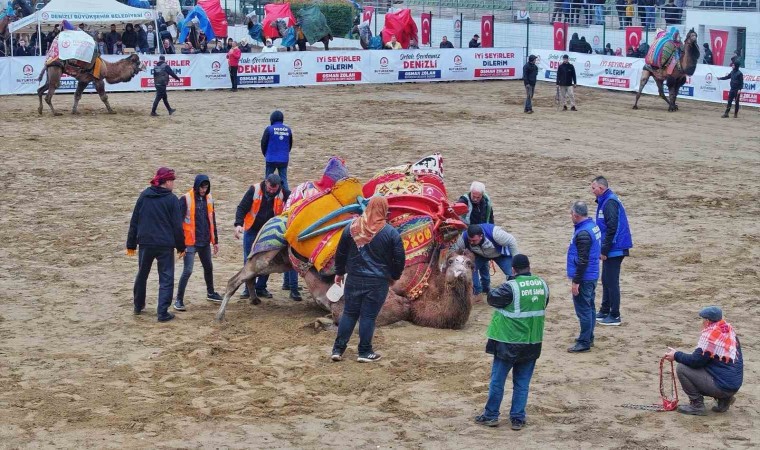 Şampiyon develerin mücadelesi nefesleri kesti