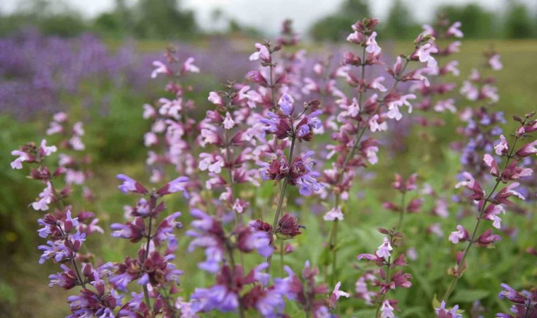 Samsunda tıbbi aromatik bitki üretimi artıyor