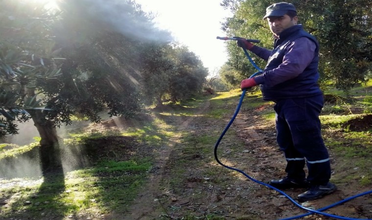 Sarıgölde hasadı biten zeytin bahçelerinde ilaçlama başladı