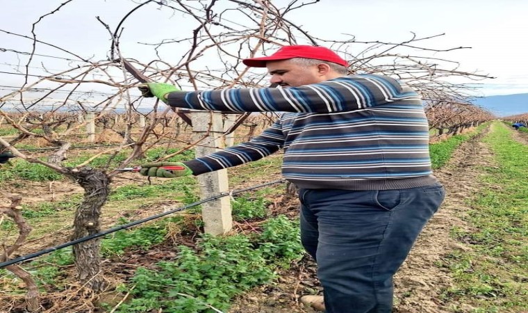 Sarıgölün üzüm bağlarında budama çalışmaları devam ediyor