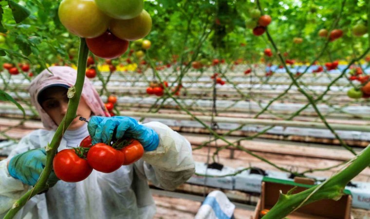 Seracılığın merkezi Hollandaya Manisa seralarından domates ihracatı