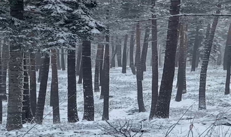 Sinop ormanlarında karacalar görüntülendi