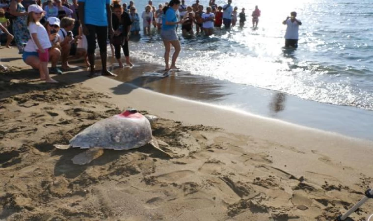 Sinyali kesilen caretta ’Tuba’, yazın Dalyan’a bekleniyor