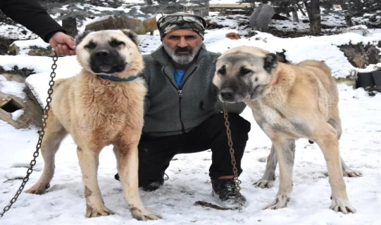 Sivas eksi 16 dereceyi gördü; Kangallar geciken kışlıklarını giydi