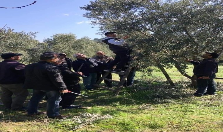 Söke İlçe Tarım ve Orman Müdürlüğünden zeytin üreticilerine budama uyarısı