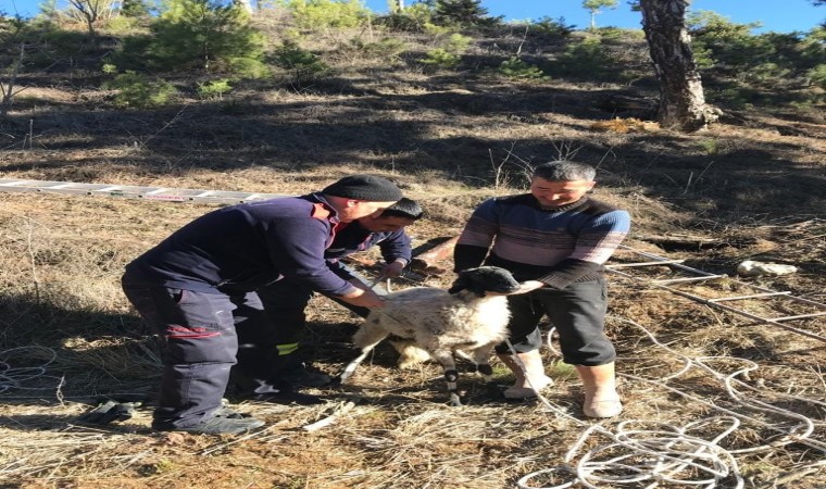 Su kuyusuna düşen küçükbaş hayvan kurtarıldı