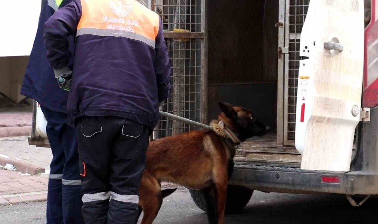 Tasmalı köpek dehşet saçtı, 2si çocuk 4 kişiyi yaraladı