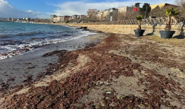 Tekirdağ’da sahil yosunla kaplandı