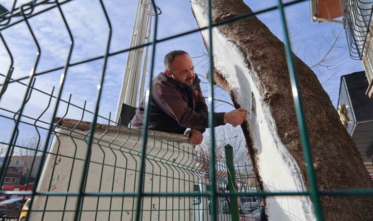 Uşakta 100 yıllık çınar ağacı bakımdan geçti