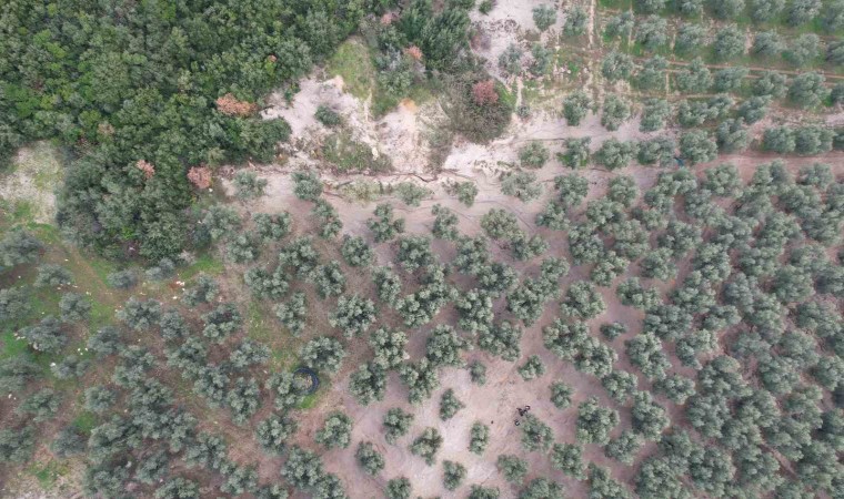 Üzerine mıcır dökülen zeytin ağaçları günden güne kuruyor