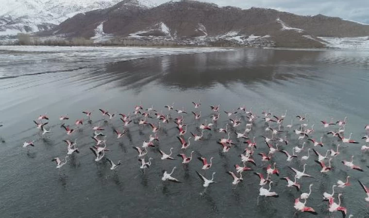 Van Gölü’nün ’allı turnalar’ı flamingolar göç etmedi