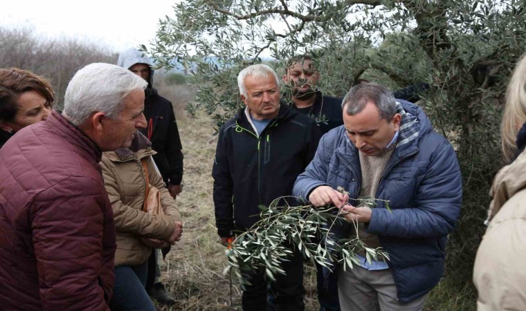 Yaşam Köyü Toprak Okulundaki zeytin budama eğitimlerine yoğun ilgi