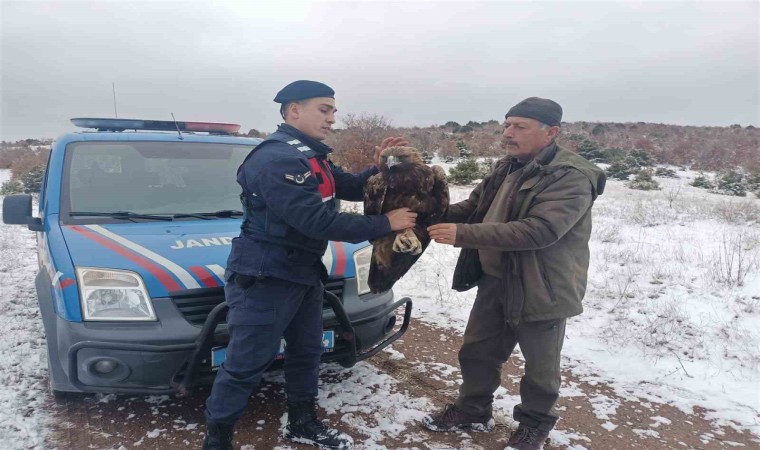 Yozgatta jandarmanın bulduğu yaralı şah kartalı tedaviye alındı