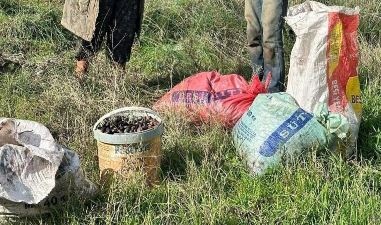 Zeytin hırsızı yakalandı