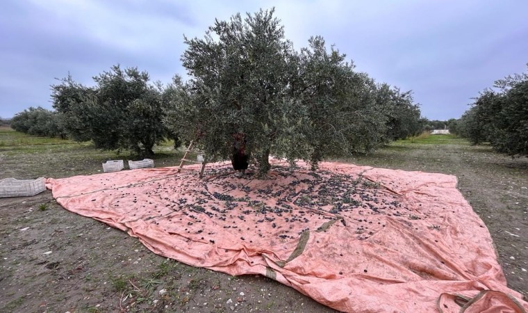 Zeytinin başkenti Manisada zeytin hasadı tamamlandı