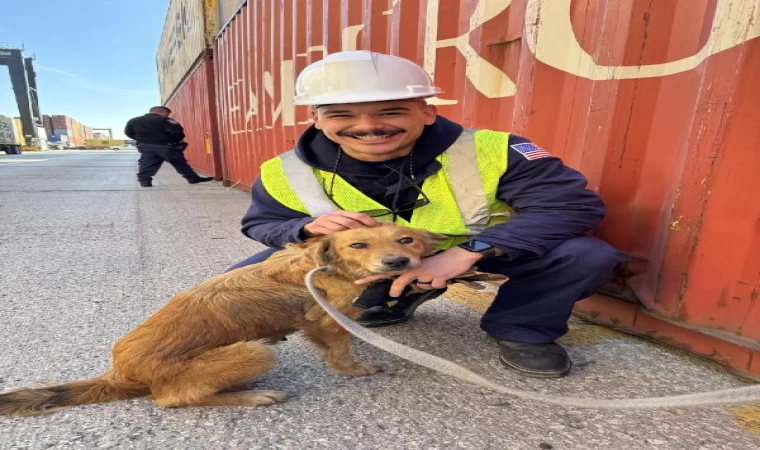 ABD’de sahil güvenlik müfettişleri konteyner içinde köpek buldu