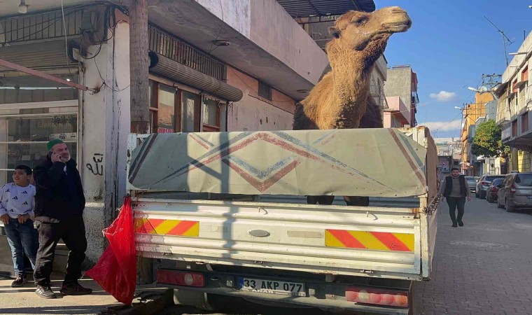 Adanada deve kesilmekten son anda kurtarıldı