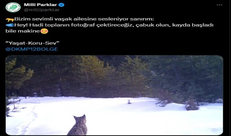 Ailesine seslenen vaşak, fotokapana yansıdı