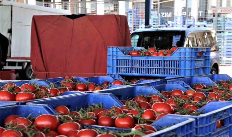 Antalyada Ocakta domates miktarı geçen aya göre yüzde 8,9 arttı