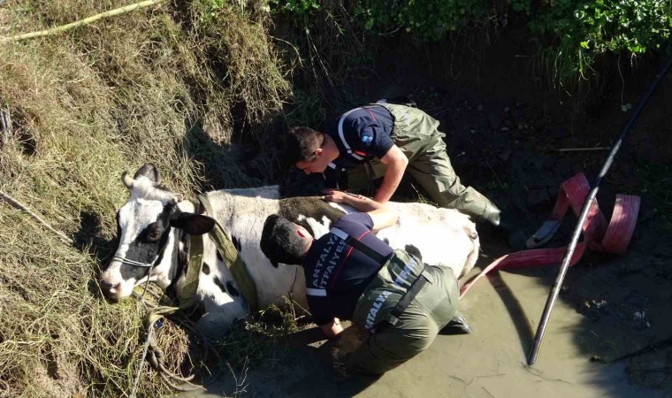 Antalyada sulama kuyusuna düşen inek seferberliği