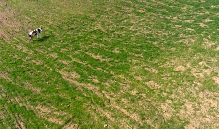 Arazisine gelen ineği dronla kovalamıştı: İki inatçı olarak ben galip geldim