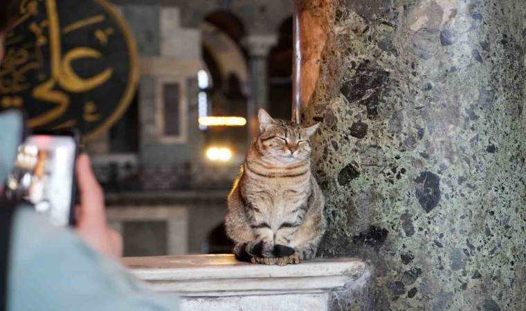 Ayasofya Camiinin ziyaret katına giren ilk kedi turistlerin yeni Glisi oldu