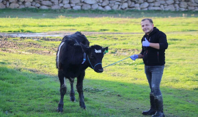 Aydında yürütülen Dişi sperma projesi hayvancılığa can veriyor