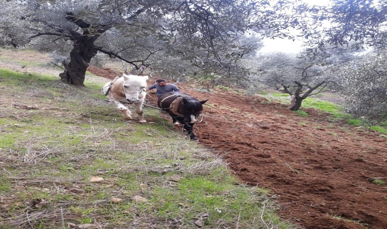 Aydının dağlarında atlar, çiftçinin imdadına yetişiyor