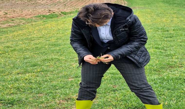 Babaeskide ekili alanlarda fonolojik gözlem çalışmaları devam ediyor