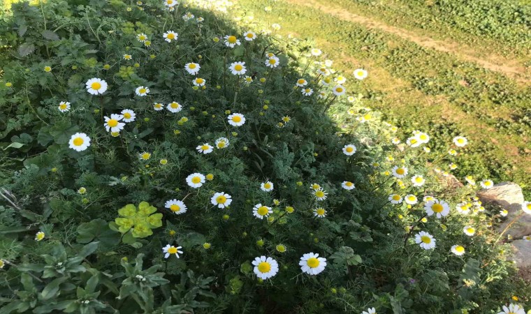 Bahar havasının yaşandığı Sarıgölde papatyalar açtı