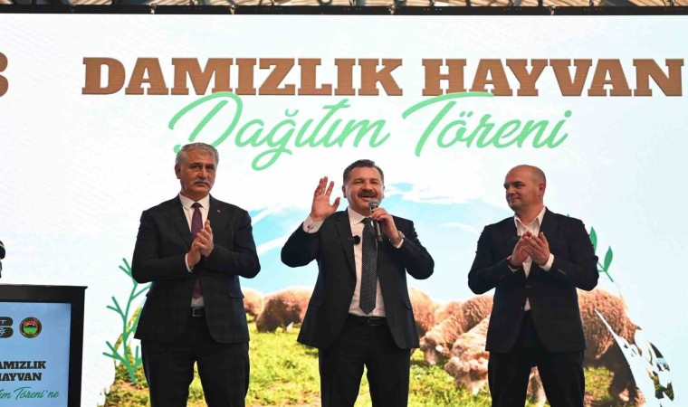 Balıkesir Büyükşehir Belediyesi, Savaştepede 550 küçükbaş dağıttı