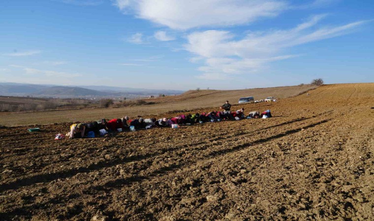 Beyaz altın Taşköprü sarımsağı toprakla buluşuyor