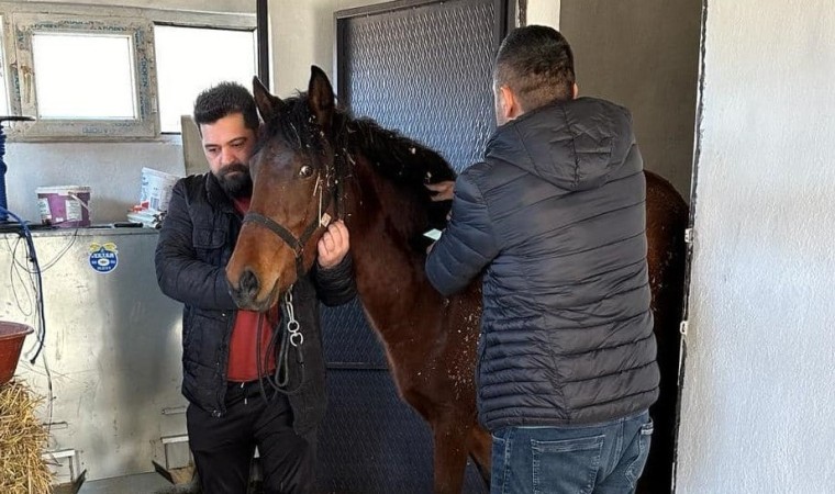 Beyşehirde rahvan atlara sağlık taraması