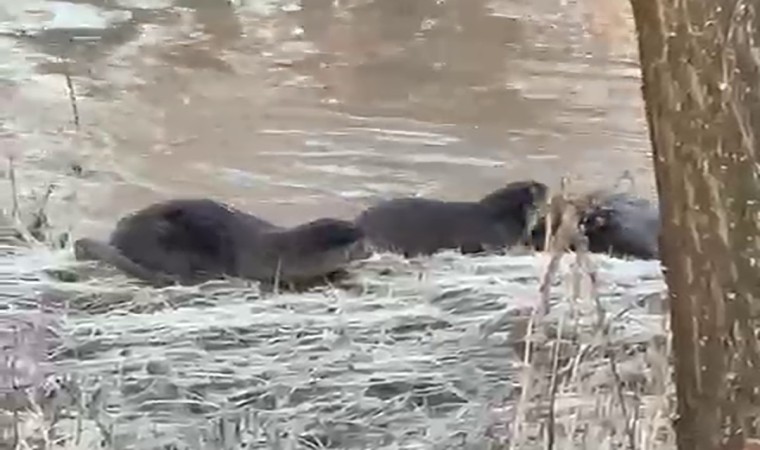 Biri bile görülemezken üçü bir arada görüntülendi