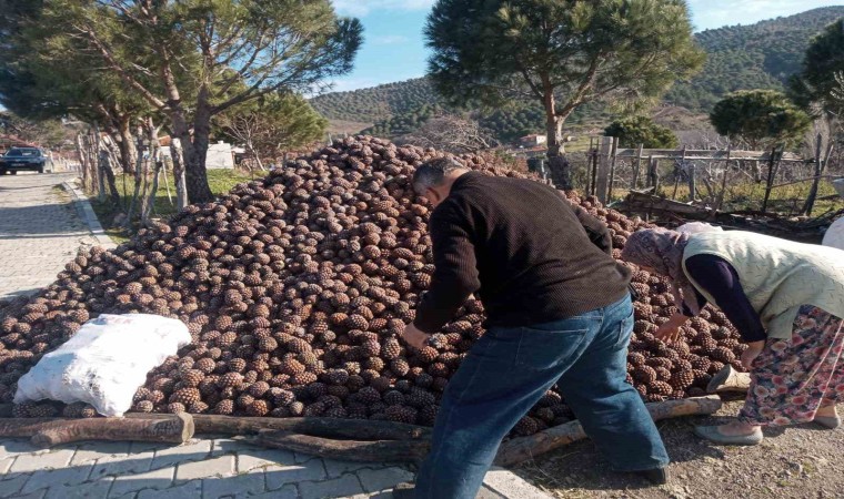 Burhaniyede kozalak hasadı tamamlandı