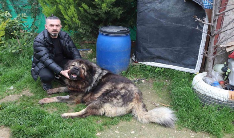 Çalamadığı köpeği pompalı tüfekle vurdu