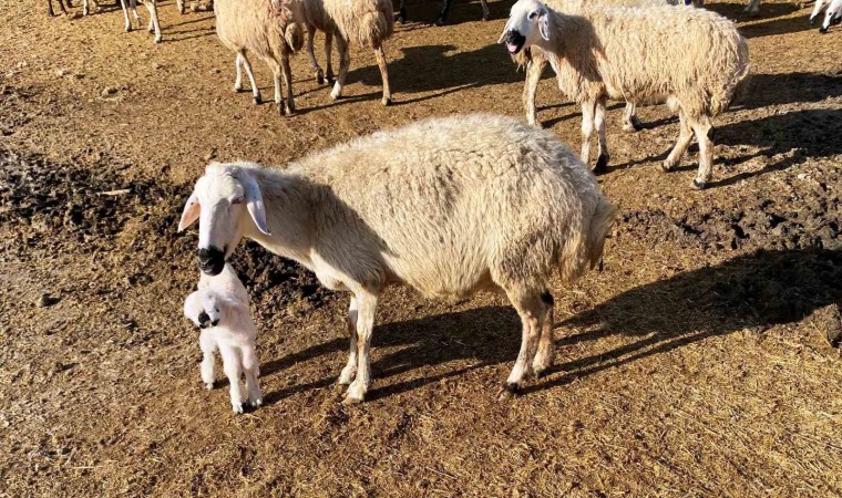 Çenesi anormal ve sol gözü olmayan kuzu, sahibini şaşkına çevirdi