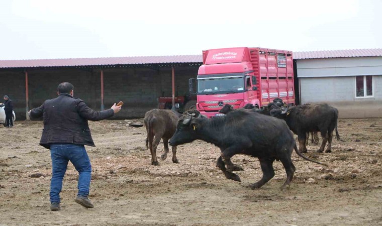 Çivrilde büyük umutlarla kurulan çiftlikteki mandalar satıldı