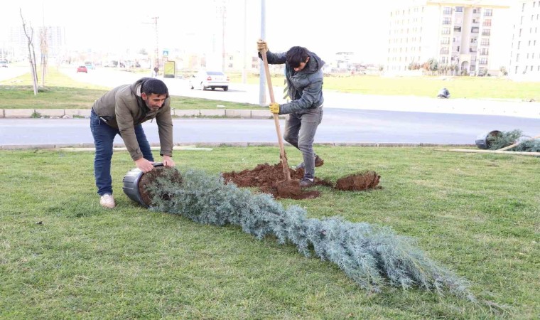 Diyarbakırda ağaçlandırma çalışması