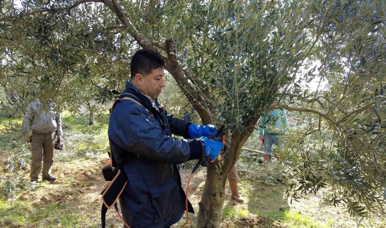 Foçada zeytin ağaçlarında budama başladı