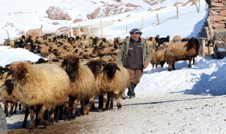 Göç etmeyen tek köy, Norduz koyununun neslini kurtardı