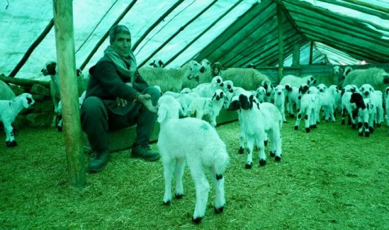 Göçerlerin ağıllardaki ‘doğum nöbeti’ başladı