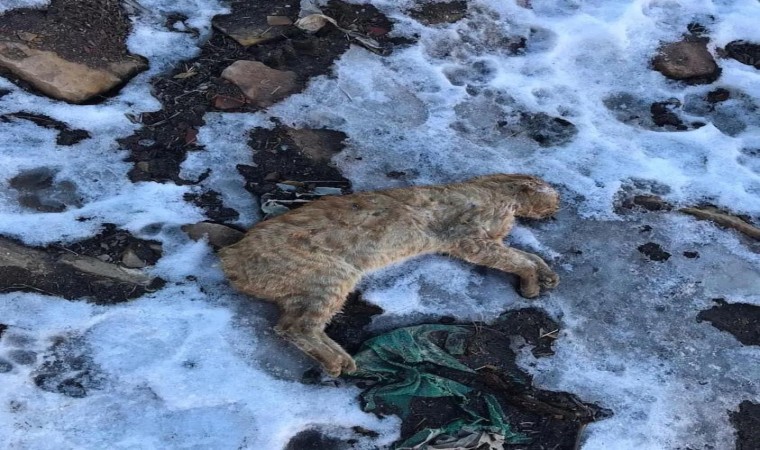 Gümüşhanede kuyruğu ve kulakları kesilerek boş araziye atılan kedi tepkilere neden oldu