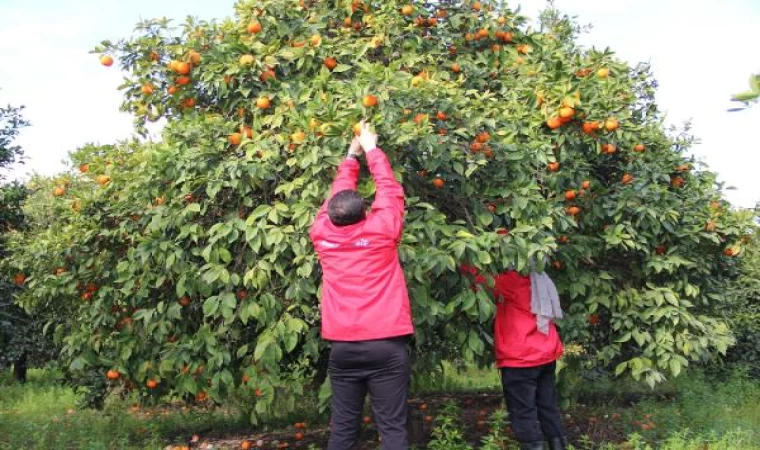 Hatay’da genç gönüllüler narenciye hasadına destek oluyor