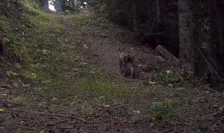 Ilgaz Dağı Milli Parkındaki yaban hayatı zenginliği fotokapanlara yansıdı