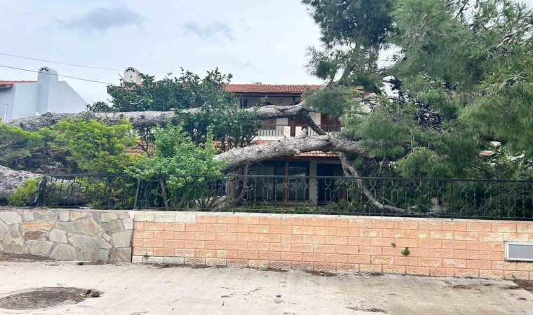 İzmir Çeşmede dev ağaç evin bahçesine devrildi