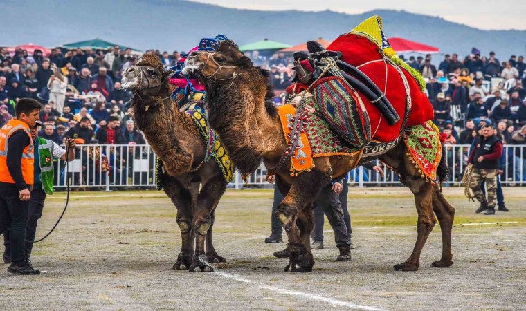 İzmirde deve güreşi festivaline yoğun ilgi